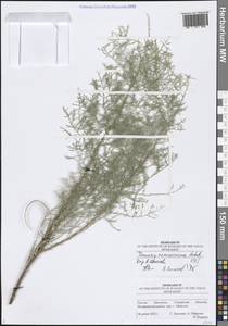 Tamarix ramosissima Ledeb., Eastern Europe, Middle Volga region (E8) (Russia)