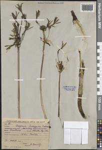 Ungernia sewerzowii (Regel) B.Fedtsch., Middle Asia, Western Tian Shan & Karatau (M3) (Kyrgyzstan)