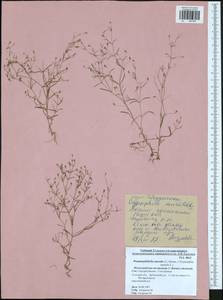 Psammophiliella muralis (L.) lkonn., Eastern Europe, Central region (E4) (Russia)