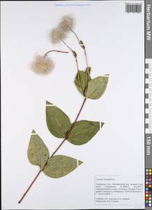 Clematis integrifolia L., Eastern Europe, Central forest-and-steppe region (E6) (Russia)