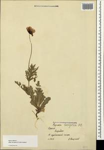 Papaver laevigatum M. Bieb., Crimea (KRYM) (Russia)