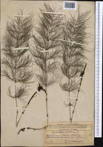 Equisetum sylvaticum L., Middle Asia, Caspian Ustyurt & Northern Aralia (M8) (Kazakhstan)