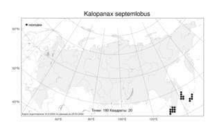 Kalopanax septemlobus (Thunb.) Koidz., Atlas of the Russian Flora (FLORUS) (Russia)