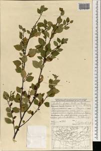 Betula fruticosa Pall., Mongolia (MONG) (Mongolia)