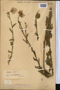 Carduus pycnocephalus, Middle Asia, Muyunkumy, Balkhash & Betpak-Dala (M9) (Kazakhstan)