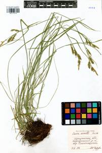 Carex arnellii Christ ex Scheutz, Siberia, Baikal & Transbaikal region (S4) (Russia)