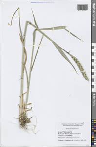 Triticum aestivum L., Eastern Europe, Central region (E4) (Russia)