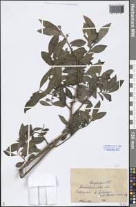 Salix, Middle Asia, Caspian Ustyurt & Northern Aralia (M8) (Kazakhstan)