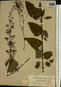 Scrophularia nodosa L., Eastern Europe, Moscow region (E4a) (Russia)