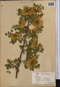 Rosa webbiana Wall., Middle Asia, Western Tian Shan & Karatau (M3) (Kazakhstan)