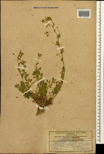 Medicago sativa L., Caucasus, Armenia (K5) (Armenia)