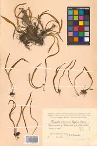 Lepisorus ussuriensis (Regel & Mack.) Ching, Siberia, Russian Far East (S6) (Russia)