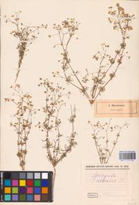 Spergula arvensis L., Eastern Europe, North-Western region (E2) (Russia)