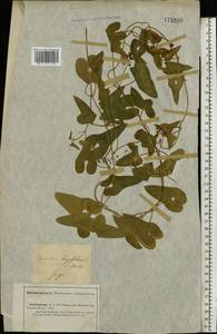 Cynanchum acutum L., Middle Asia, Caspian Ustyurt & Northern Aralia (M8) (Kazakhstan)