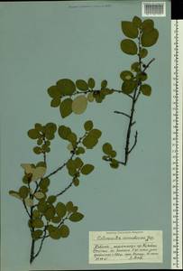 Cotoneaster integerrimus Medik., Eastern Europe, Northern region (E1) (Russia)