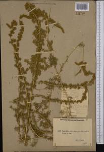 Bassia hyssopifolia (Pall.) Kuntze, Middle Asia, Caspian Ustyurt & Northern Aralia (M8) (Kazakhstan)