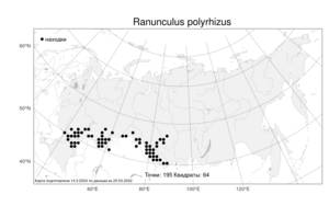 Ranunculus demissus DC., Atlas of the Russian Flora (FLORUS) (Russia)