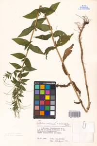 Epilobium adenocaulon × montanum, Eastern Europe, Moscow region (E4a) (Russia)