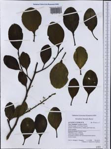 Griselinia littoralis (Raoul) Raoul, Australia & Oceania (AUSTR) (New Zealand)