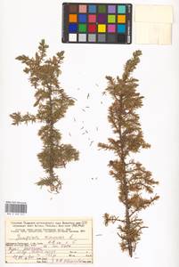 Juniperus communis L., Eastern Europe, Northern region (E1) (Russia)