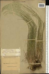 Koeleria pyramidata (Lam.) P.Beauv., Eastern Europe, North Ukrainian region (E11) (Ukraine)