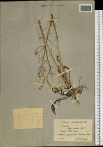 Parrya nudicaulis (L.) Regel, Siberia, Yakutia (S5) (Russia)