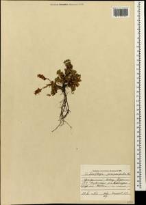 Saxifraga juniperifolia Adams, Caucasus, Georgia (K4) (Georgia)