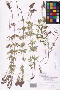 MHA 0 159 935, Veronica austriaca subsp. jacquinii (Baumg.) Watzl, Eastern Europe, Central region (E4) (Russia)