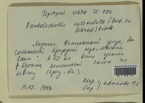 Pseudoleskeella catenulata (Brid. ex Schrad.) Kindb., Bryophytes, Bryophytes - Yakutia (B19) (Russia)