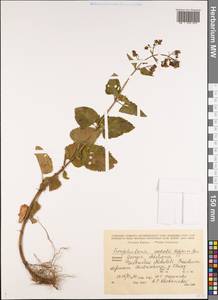 Scrophularia scopolii Hoppe, Caucasus, Georgia (K4) (Georgia)