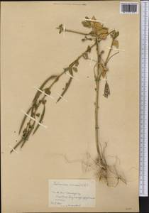 Corynandra viscosa subsp. viscosa, America (AMER) (Cuba)