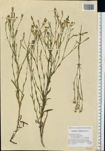 Dianthus campestris M. Bieb., Eastern Europe, Middle Volga region (E8) (Russia)