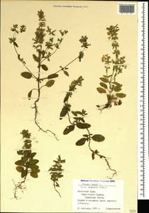 Stachys annua (L.) L., Crimea (KRYM) (Russia)