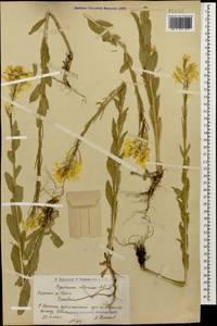 Erysimum ibericum (Adams) DC., Caucasus, Armenia (K5) (Armenia)