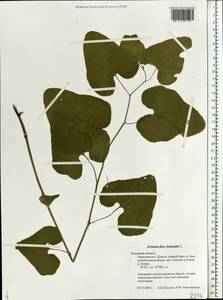 Aristolochia clematitis L., Eastern Europe, Central region (E4) (Russia)