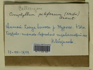 Cirriphyllum piliferum (Hedw.) Grout, Bryophytes, Bryophytes - Western Siberia (including Altai) (B15) (Russia)