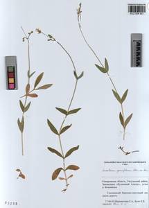 KUZ 004 521, Cerastium pauciflorum Stev. ex Ser., Siberia, Altai & Sayany Mountains (S2) (Russia)