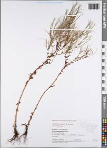 Epilobium lamyi F. W. Schultz, Eastern Europe, Central region (E4) (Russia)