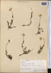 Tanacetum, Middle Asia, Pamir & Pamiro-Alai (M2) (Kyrgyzstan)