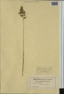 Festuca paniculata (L.) Schinz & Thell., Western Europe (EUR) (Not classified)