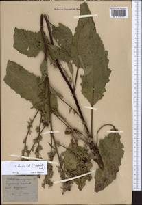 Verbascum chaixii Vill., Eastern Europe, Central forest-and-steppe region (E6) (Russia)