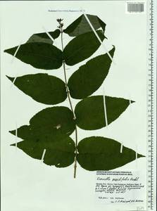 Diervilla sessilifolia Buckley, Eastern Europe, Moscow region (E4a) (Russia)