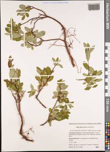 Salix fuscescens Andersson, Siberia, Russian Far East (S6) (Russia)