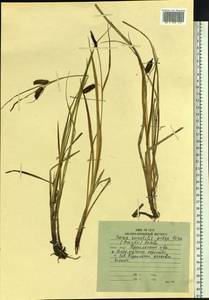 Carex saxatilis L., Siberia, Russian Far East (S6) (Russia)