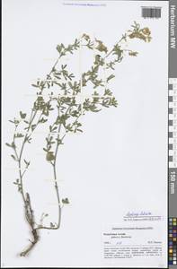 Medicago falcata L., Siberia, Altai & Sayany Mountains (S2) (Russia)