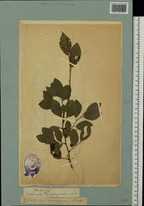Prunus, Eastern Europe, Estonia (E2c) (Estonia)