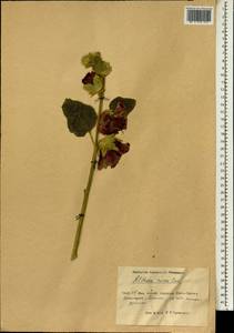 Alcea rosea L., South Asia, South Asia (Asia outside ex-Soviet states and Mongolia) (ASIA) (China)