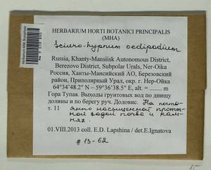 Sciuro -hypnum oedipodium (Mitt.) Ignatov & Huttunen, Bryophytes, Bryophytes - Western Siberia (including Altai) (B15) (Russia)