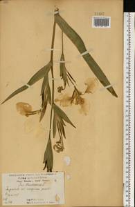 Iris pseudacorus L., Eastern Europe, Central forest-and-steppe region (E6) (Russia)