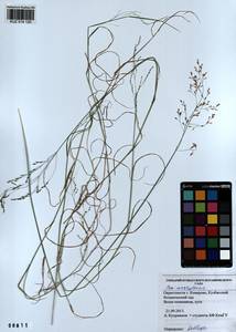 Poa urssulensis Trin., Siberia, Altai & Sayany Mountains (S2) (Russia)